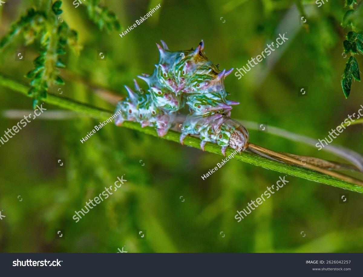A caterpillar mid-transformation, resting on a stem