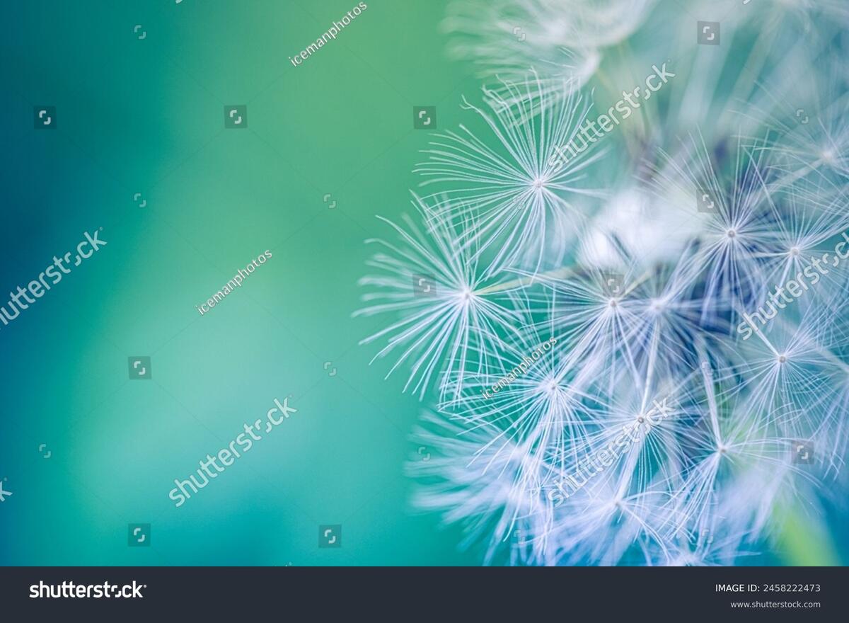 A dandelion seed head releasing against a soft teal-green field